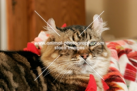 American Curl resting