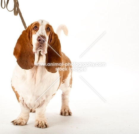 basset hound on lead