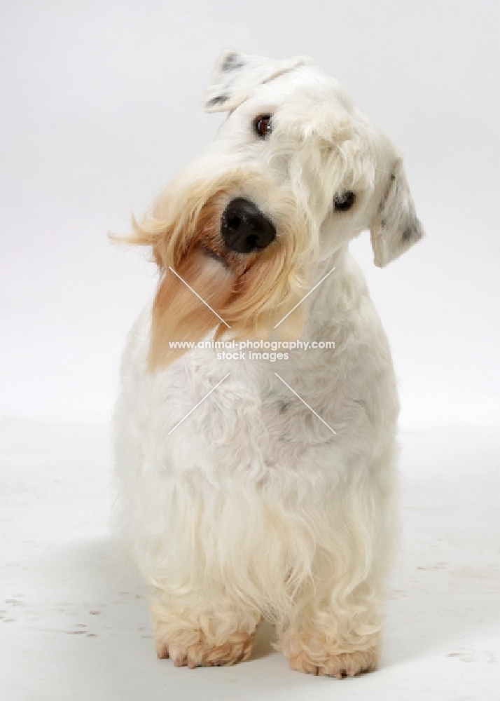 Australian Champion Sealyham Terrier, looking into the camera