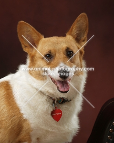 Pembroke Corgi portrait in studio