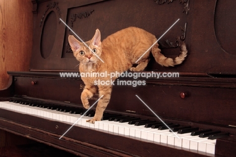 Devon Rex standing on piano