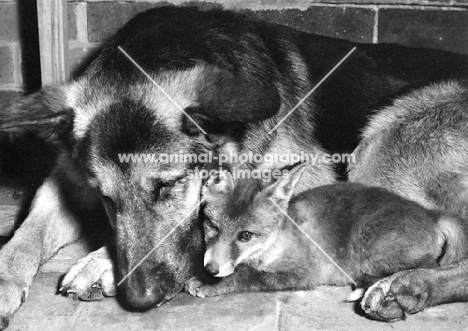Alsatian with fox cub