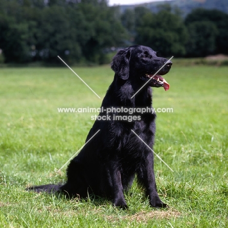 ch bordercot guy , flatcoat retriever sitting on grass