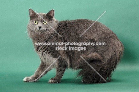 Nebelung standing