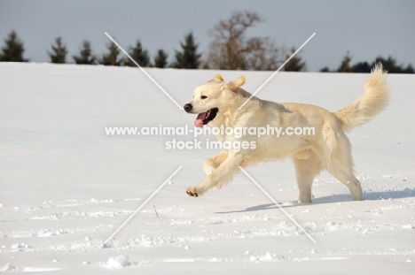 Polish Tatra Sheepdog (aka Owczarek Podhalanski) running in winter