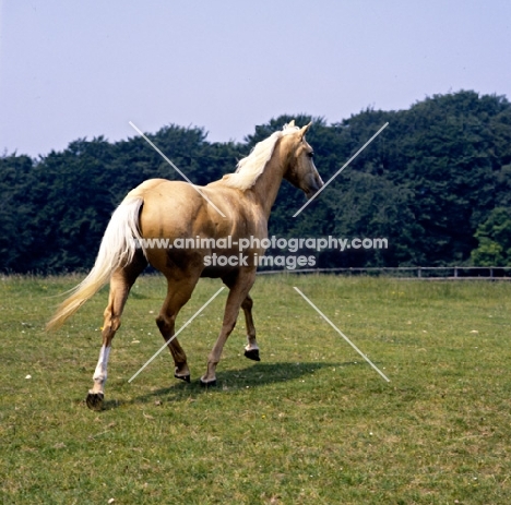 palomino mare walking away