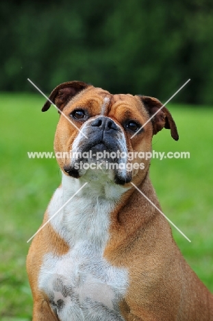 Continental Bulldog looking at camera