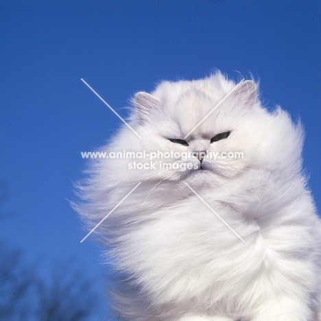 ch bonavia bella maria, chinchilla cat in the wind with slit eyes