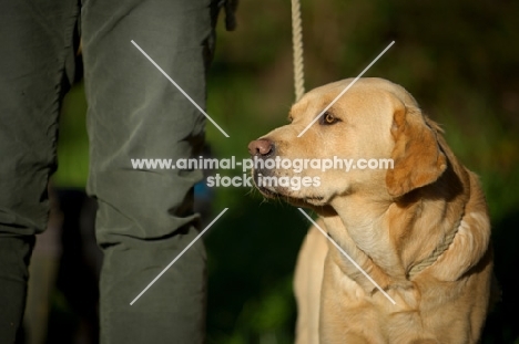 yellow labrador near owner's leg