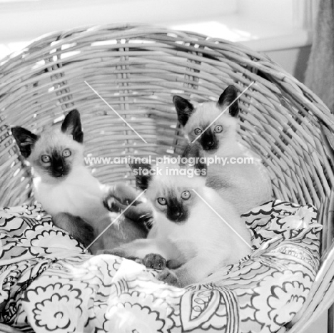 three seal point siamese kittens in a basket, looking at camera