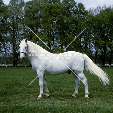 kladruber stallion, generalissimus XXV111, 782 favoury, a fine example of the line at kladruby, czech republic
