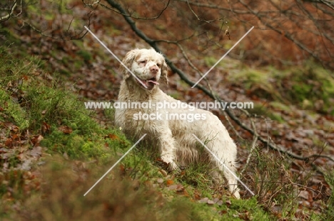 Clumber Spaniel in autumn