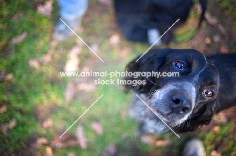black and white english setter looking up towards camera