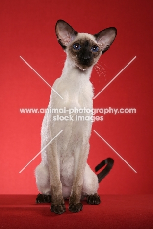 Siamese on red background