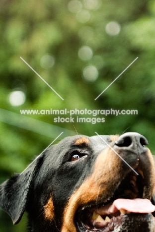 Rottweiler looking up, close up