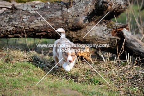 Mini Aussie puppy exploring garden