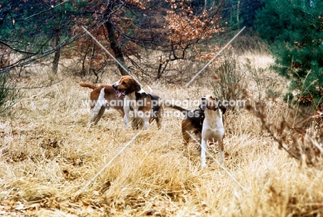 three hounds in autumn