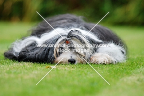 tired Tibetan Terrier