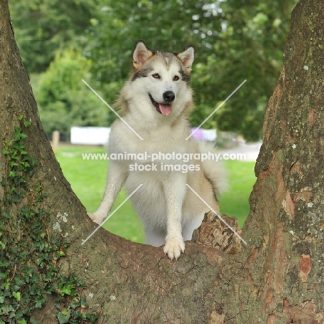 alaskan malamute posing on a branch