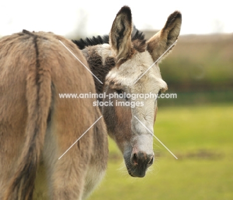 Donkey portrait