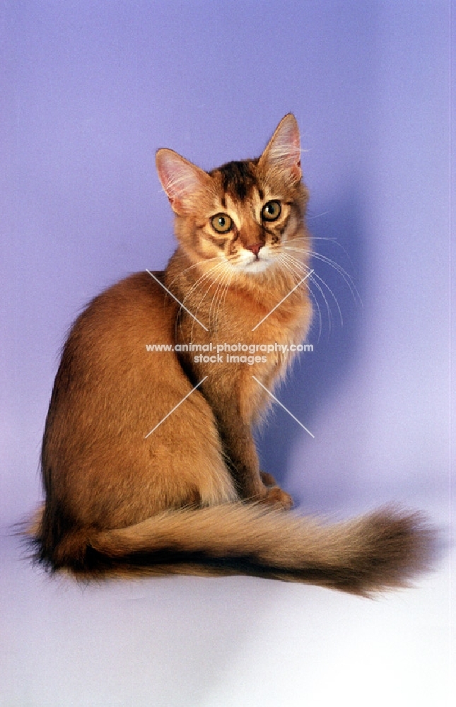 chocolate Somali kitten, sitting