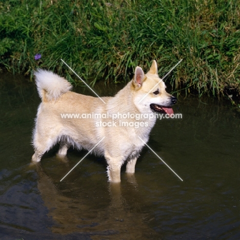  ch snogaard venn norwegian buhund standing in water