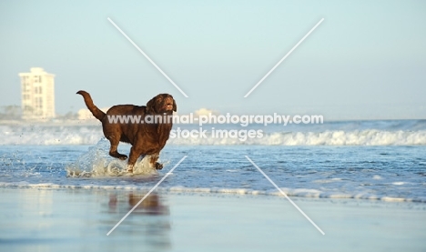 chocolate Labrador Retriever running through sea