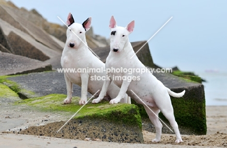 two Bull Terriers