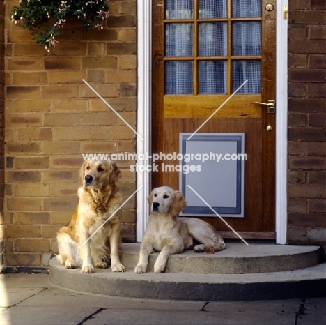 two golden retrievers by dog door
