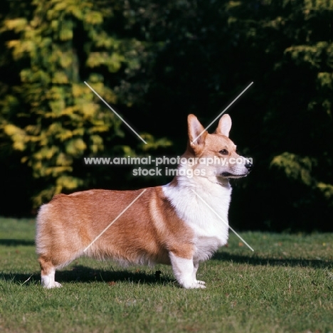 pembroke corgi standing on grass