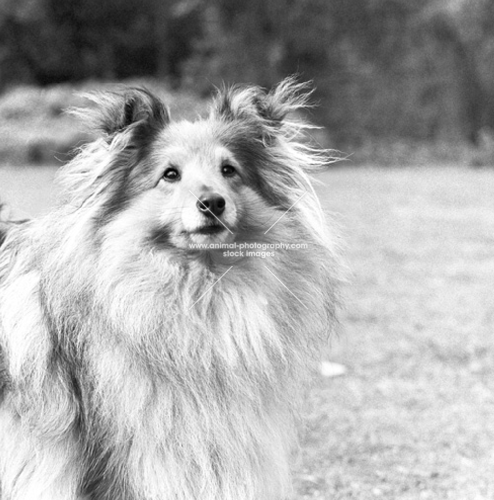 shetland sheepdog