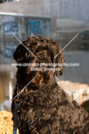 black Portuguese Water Dog, portrait