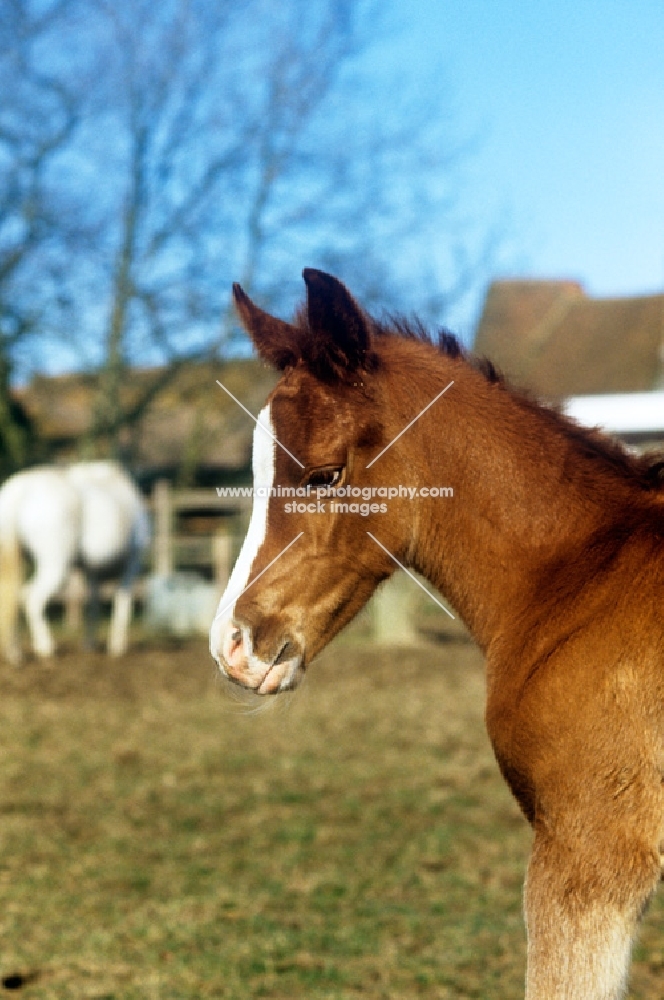 arab foal