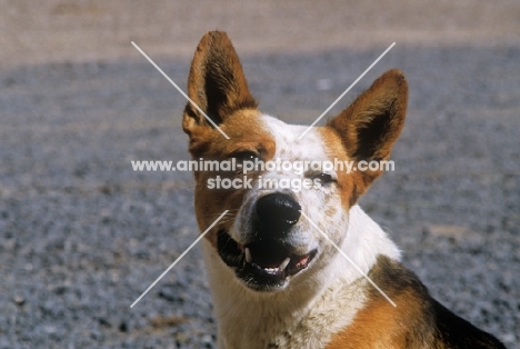 australian cattle dog head shot in usa looking happy