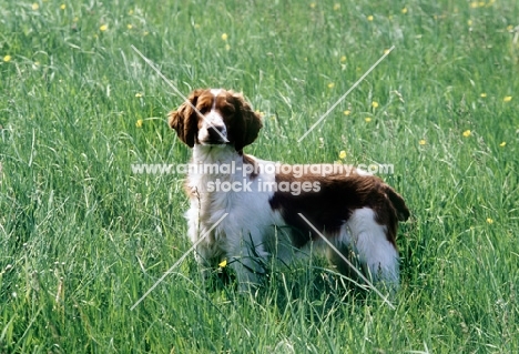 welsh springer spaniel standing in long grass