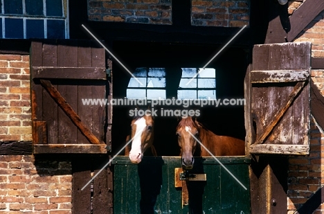 two horses looking over stable door in germany