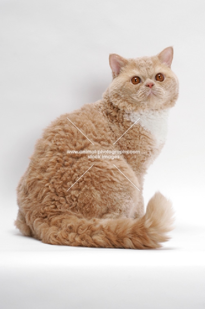 Selkirk Rex on white background, Cream Classic Tabby & White, sitting down