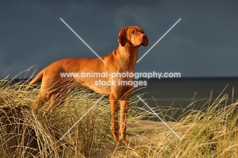 Hungarian Vizsla