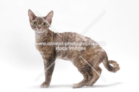 Devon Rex, Blue Mackerel Torbie, standing