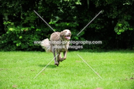 longhaired Weimaraner running in field