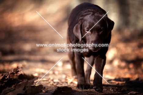 Chocolate labrador retriever walking on fallen leaves in the woods