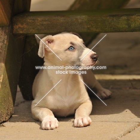 Whippet puppy