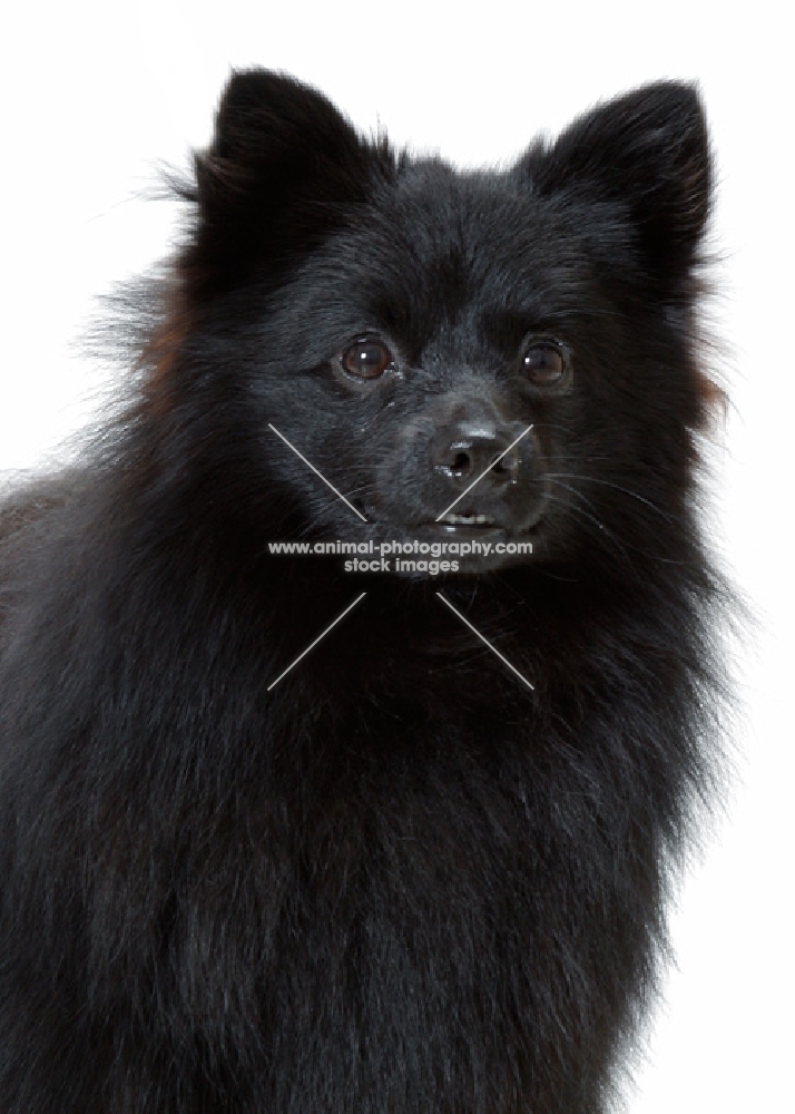 German Spitz Mittel on white background, portrait