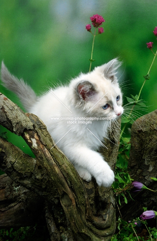 ragdoll kitten exploring. blue colourpoint