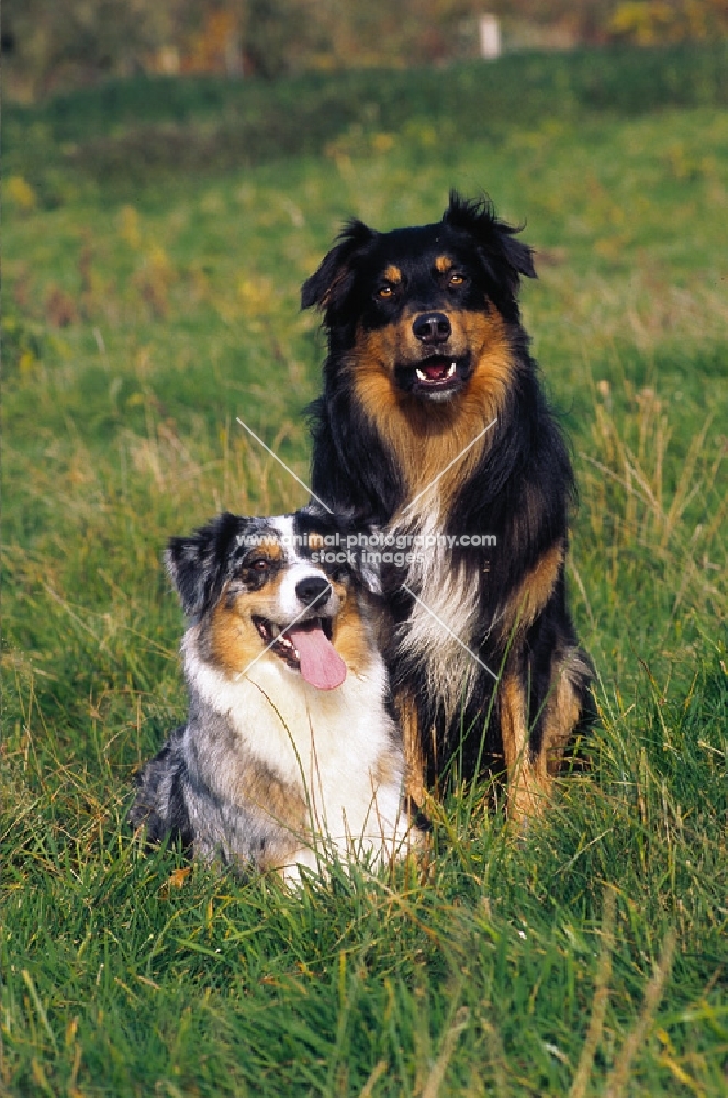 australian shepherd pair