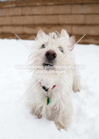Closeup of wheaten Scottish Terrier nose and teeth standing on snow.