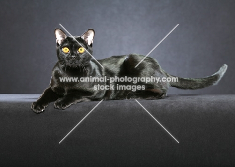 Bombay cat on grey background