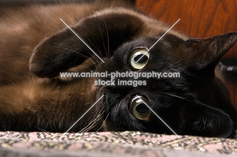 bombay cat lying on its side