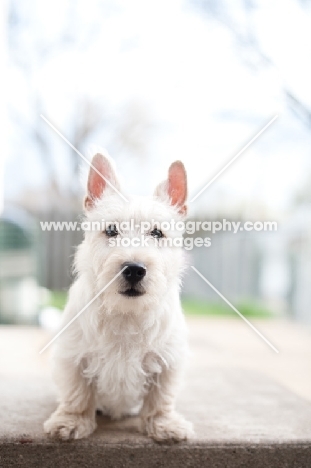 wheaten Scottish Terrier puppy sitting on concrete step.