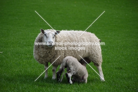 Texel cross ewe and lamb